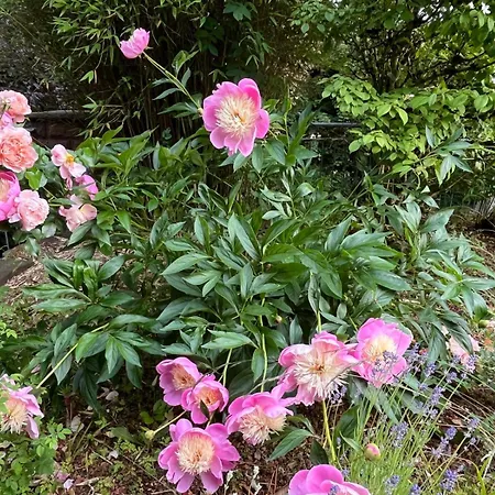 Wiesemann Parkappartements&dependance - Nähe Ettelsberg-talstation *